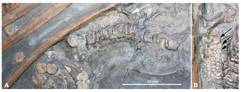 Embryo of Ichthyosaurus somersetensis. (Image: Lomax & Sachs, 2017)